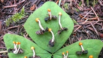 Jamur yang tumbuh dari lebah. Foto: Reddit via Brightside