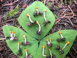 Foto-foto Keajaiban Alam yang Mungkin Belum Pernah Kamu Lihat