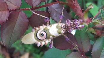 Belalang daun. Foto: Reddit via Brightside