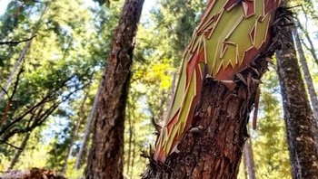 Pohon ini tumbuh di Californa, AS. Foto: Reddit via Brightside