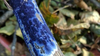 Jamur biru. Foto: Reddit via Brightside