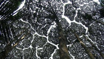 Fenomena mimosa. Foto: Reddit via Brightside