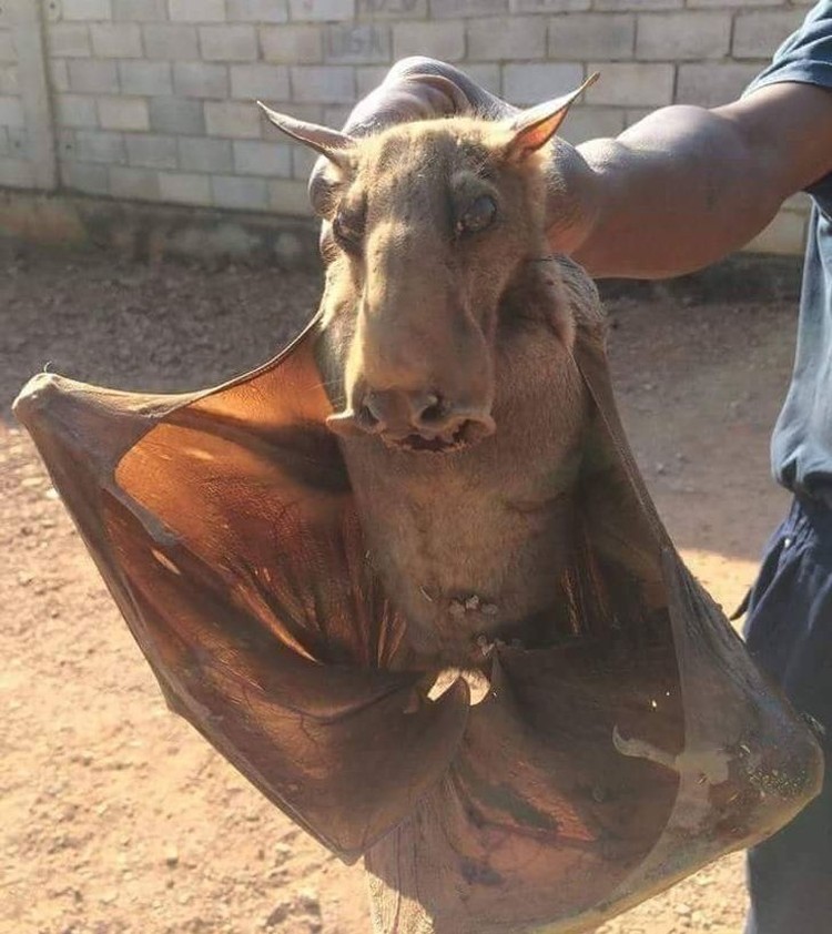 Foto keajaiban alam