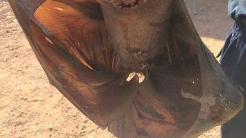 Kelelawar Hammerhead. Foto: Reddit via Brightside