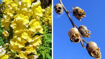 Biki Snapdragon sebelum mekar. Foto: Reddit via Brightside