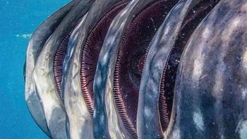 Insang dari hiu. Foto: Reddit via Brightside