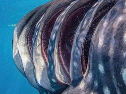 Foto-foto Keajaiban Alam yang Mungkin Belum Pernah Kamu Lihat