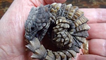 Bayi naga Ouroboros Foto: Reddit via Brightside