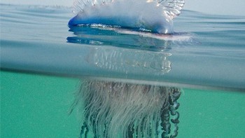 Ubur-ibur, cantik di atas namun mematikan di bawah. Foto: Reddit via Brightside