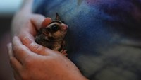 Berbagai jenis hewan pun dipilih warga untuk dipeliharan mulai dari anjing dan kucing hingga kuda, babi, sugar glider bahkan tarantula.  