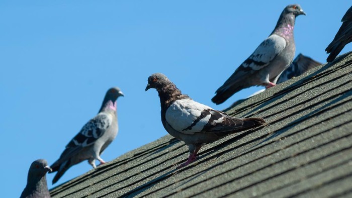 A small flock of grey pigeons sit on the grey roof of a house on a sunny afternoon