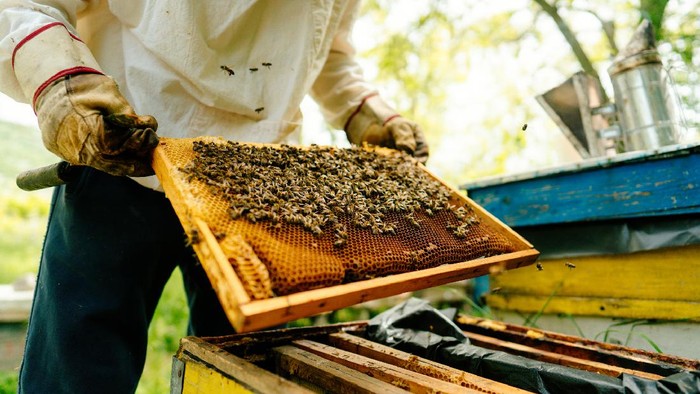 Photo of a beekeeper checking frames with bees from the beehive