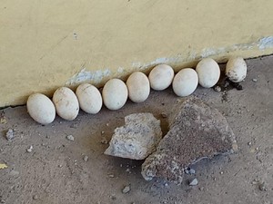 Ngeri, Ular Piton 2 Meter Bertelur di Halaman Rumah Warga di Makassar