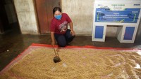 Berikutnya kedelai di rebus kurang lebih selama 1 jam sampai kedelai benar-benar lunak. Setelah itu kedelai dikeringkan di suhu ruangan. Jika sudah benar-benar kering barulah kedelai ditaburi ragi untuk proses fermentasi dan dimasukkan ke plastik dan didiamkan sekitar 3 hari sampai menjadi tempe berkualitas baik.Proses pengolahan tempe dimulai dari membersihkan kacang kedelai dengan air mengalir.  
