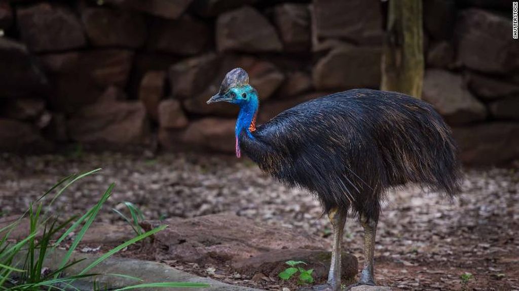 Kasuari: Burung Paling Mematikan, Peliharaan Pertama Manusia, Hidup di Papua
