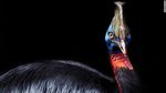 Kasuari: Burung Paling Mematikan, Peliharaan Pertama Manusia, Hidup di Papua