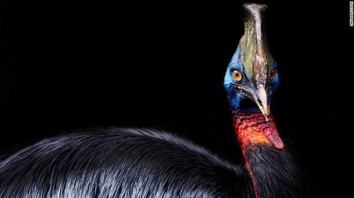 Burung kasuari
