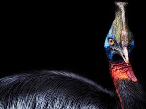 6 Burung Paling Berbahaya di Dunia, Nomor 1 Ada di Indonesia