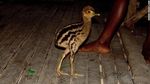 Kasuari: Burung Paling Mematikan, Peliharaan Pertama Manusia, Hidup di Papua