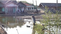 Banjir yang ada di desa ini diakibatkan oleh rob dan diperparah akibat abrasi. Hal itu diperburuk dengan hilangnya kawasan mangrove akibat ulah manusia (Randy/detikTravel)