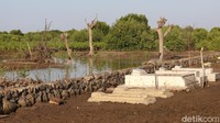 Pantai Desa Bahagia bertetangga langsung dengan kawasan mangrove dan berada di kawasan resapan air (Randy/detikTravel)