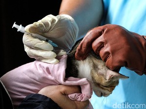 Hari Rabies Sedunia, Kenali Penyakit yang Ditularkan dari Hewan Ini