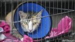 Hari Rabies Sedunia, Hewan Peliharaan di Jakarta Ramai-ramai Divaksin