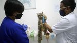 Hari Rabies Sedunia, Hewan Peliharaan di Jakarta Ramai-ramai Divaksin