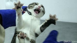 Hari Rabies Sedunia, Hewan Peliharaan di Jakarta Ramai-ramai Divaksin