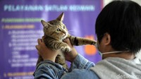 Hingga hari ini warga masih antusias mengikuti vaksinasi rabies gratis, syaratnya pun cukup mudah yaitu pemilik ber KTP Jakarta, jenis hewan kucing dan anjing, usia hewan minimal 4 empat bulan, sehat dan tidak bunting atau menyusui.