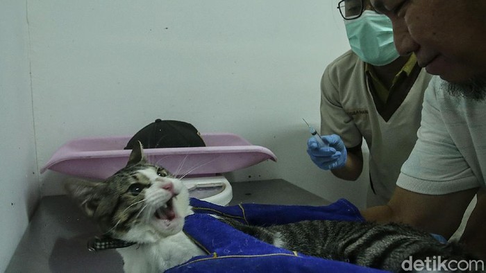 Hari Rabies Sedunia, Hewan Peliharaan di Jakarta Ramai-ramai Divaksin Sejumlah warga membawa hewan peliharaan mereka untuk disuntik vaksin rabies. Diketahui, vaksinasi rabies itu tidak dipungut biaya alias gratis.
