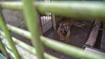 Kondisi Terkini Harimau Bintang Baringin yang Viral Gegara Kurus
