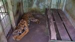 Kondisi Terkini Harimau Bintang Baringin yang Viral Gegara Kurus