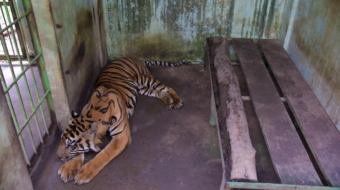 Harimau sumatera bernama Bintang Baringin berada di kandang Medan Zoo, Kota Medan, Sumatera Utara, Selasa (28/9/2021). Dokter Hewan Medan Zoo Yona Dumaica menjelaskan kondisi harimau sumatera yang viral karena terlihat kurus dan memakan rumput tersebut sempat mengalami sakit pencernaan akibat virus salmonella sejak Juni 2021 dan saat ini dalam masa pemulihan. ANTARA FOTO/Fransisco Carolio/Lmo/rwa.
