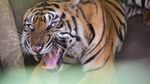 Kondisi Terkini Harimau Bintang Baringin yang Viral Gegara Kurus
