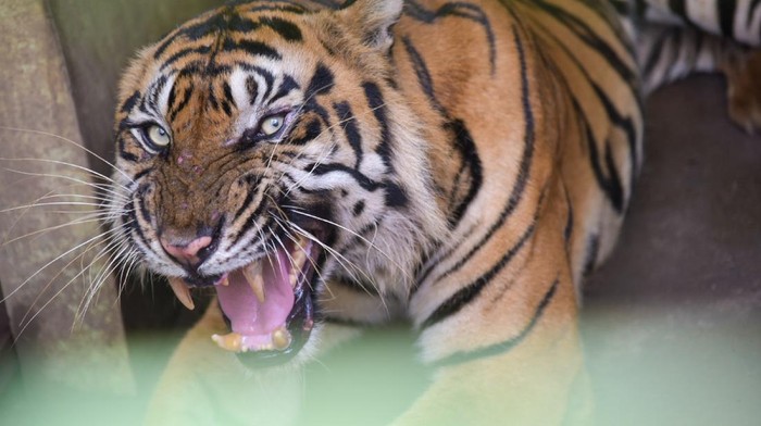 Harimau sumatera bernama Bintang Baringin berada di kandang Medan Zoo, Kota Medan, Sumatera Utara, Selasa (28/9/2021). Dokter Hewan Medan Zoo Yona Dumaica menjelaskan kondisi harimau sumatera yang viral karena terlihat kurus dan memakan rumput tersebut sempat mengalami sakit pencernaan akibat virus salmonella sejak Juni 2021 dan saat ini dalam masa pemulihan. ANTARA FOTO/Fransisco Carolio/Lmo/rwa.