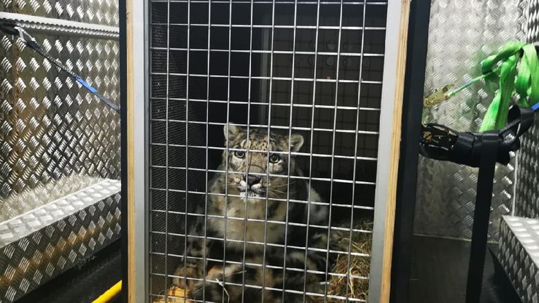Macan tutul salju diangkut Garuda Indonesia Macan tutul salju diangkut Garuda Indonesia