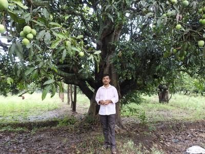 Unik! Petani Ini Berhasil Menanam Mangga Apel yang Rasanya seperti Pisang