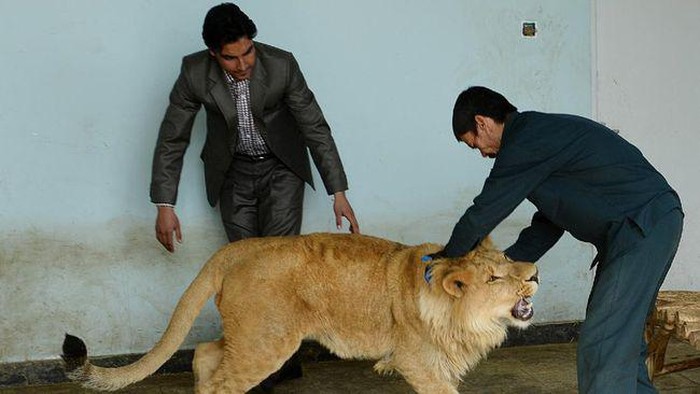Singa bernama Marjan di Kabul Zoo