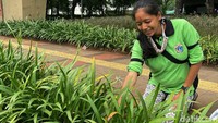 Dalam kesehariannya, Murni bersama teman-temannya, memiliki pekerjaan yang luar biasa yakni membersihkan seluruh tanaman hias yang berada di kawasan Taman Ria, Senayan, Jakarta.
