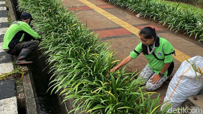 Murni (26) adalah petugas dari Dinas Kehutanan, yang selalu membersihkan tanaman hias yang berada di kolong Jembatan Taman Ria, Senayan, Jakarta. Ia pun tetap gigih bekerja meski tengah hamil 8 bulan.