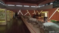 Dikatakan, beberapa orang menyebut ikan Joko Tuo karena memang salah satu penemunya tidak menikah sampai tua. Kalau bahasa Indonesianya perjaka kalau orang Jawa kan Joko, sedangkan Tuo kan artinya tua. Menurut ahli, ikan raksasa itu jenis paus gajah. (Dian Utoro Aji/detikTravel)