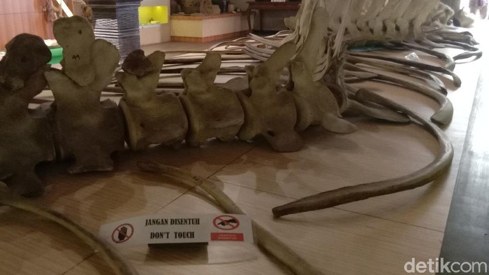 Kerangka ikan raksasa di Museum Kartini.