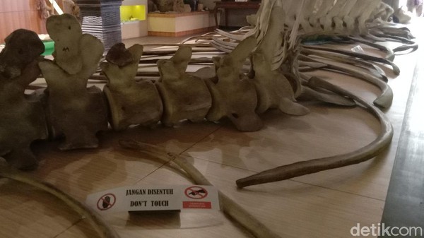 Di kerangka ikan raksasa itu terdapat tulisan tidak boleh disentuh. Nama Joko Tuo yang diberikan untuk kerangka ikan itu ternyata ada ceritanya. Nama itu tidak lepas dari penemu ikan tersebut, yang bernama Mbah Manding. (Dian Utoro Aji/detikTravel) Di kerangka ikan raksasa itu terdapat tulisan tidak boleh disentuh. Nama Joko Tuo yang diberikan untuk kerangka ikan itu ternyata ada ceritanya. Nama itu tidak lepas dari penemu ikan tersebut, yang bernama Mbah Manding. (Dian Utoro Aji/detikTravel)