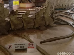 Ada Kerangka Ikan Raksasa Berukuran 16 Meter di Museum Kartini