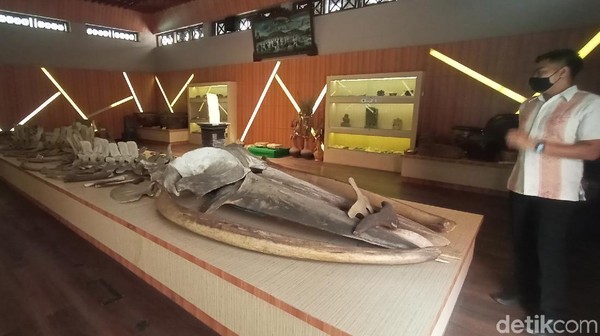 Disebut Paus Gajah karena bagian kepala ikan itu mirip dengan gading gajah. Ikan raksasa itu merupakan ikan purba. Kerangka ikan raksasa itu disimpan di Museum R.A Kartini Jepara pada tahun 1990 setelah dibersihkan selama tiga bulan. (Dian Utoro Aji/detikTravel)