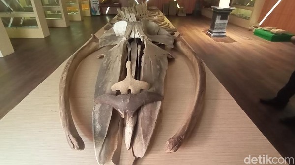 Kerangka itu memiliki lebar 4 meter, dan tinggi 2 meter, dengan berat sekitar 6 ton. Ikan raksasa itu disimpan di ruang II Jepara Kuno. Fosil ini lengkap dari bagian kepala, badan dan ekor. (Dian Utoro Aji/detikTravel)
