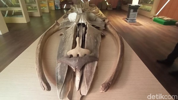 Kerangka itu memiliki lebar 4 meter, dan tinggi 2 meter, dengan berat sekitar 6 ton. Ikan raksasa itu disimpan di ruang II Jepara Kuno. Fosil ini lengkap dari bagian kepala, badan dan ekor. (Dian Utoro Aji/detikTravel) Kerangka itu memiliki lebar 4 meter, dan tinggi 2 meter, dengan berat sekitar 6 ton. Ikan raksasa itu disimpan di ruang II Jepara Kuno. Fosil ini lengkap dari bagian kepala, badan dan ekor. (Dian Utoro Aji/detikTravel)