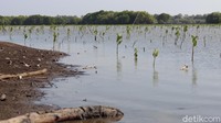 Perlahan, penanaman mangrove kembali dilakukan. Harapannya bisa menyelamatkan pantai tersebut (Randy/detikTravel)