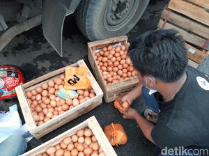 Harga Anjlok, Peternak di Tasikmalaya Bagi-bagi Telur 2,5 Ton